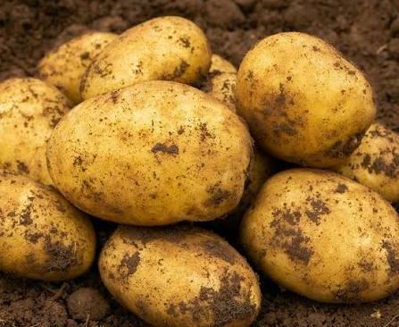 Potato Accord NEW