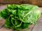 Lettuce Cos