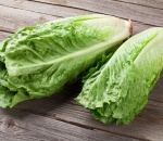 Lettuce Mini Romaine