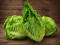 Lettuce Little Gem 2 pack