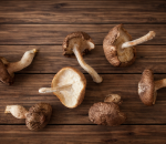 Mushroom Shitake