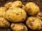 Potato Accord NEW
