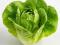 Lettuce Green Butterhead