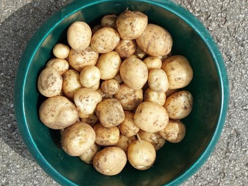 Potato Rocket U.K