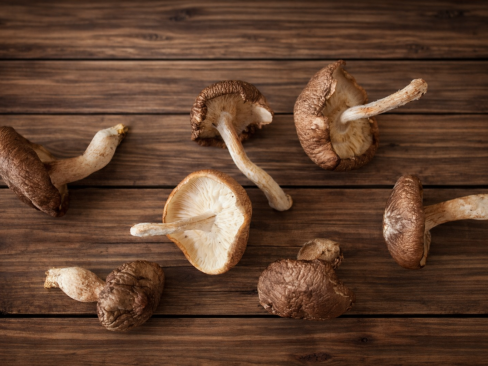 Mushroom Shitake