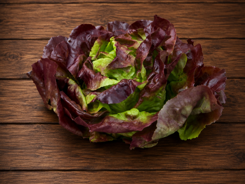 Lettuce Butterhead Red