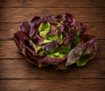 Lettuce Butterhead Red
